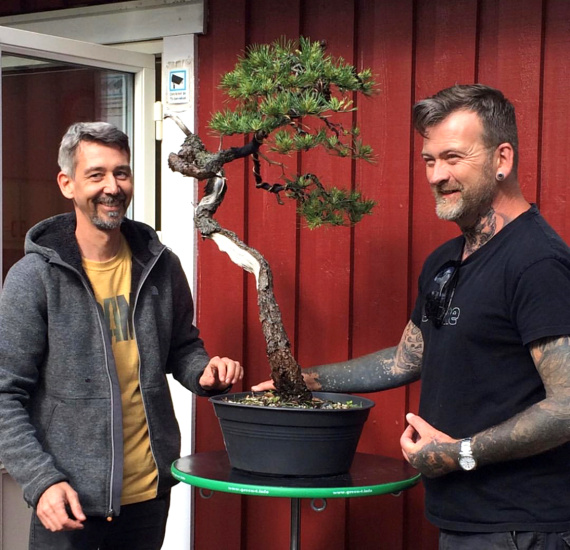 Scots Pine bonsai